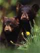 black bear puppies